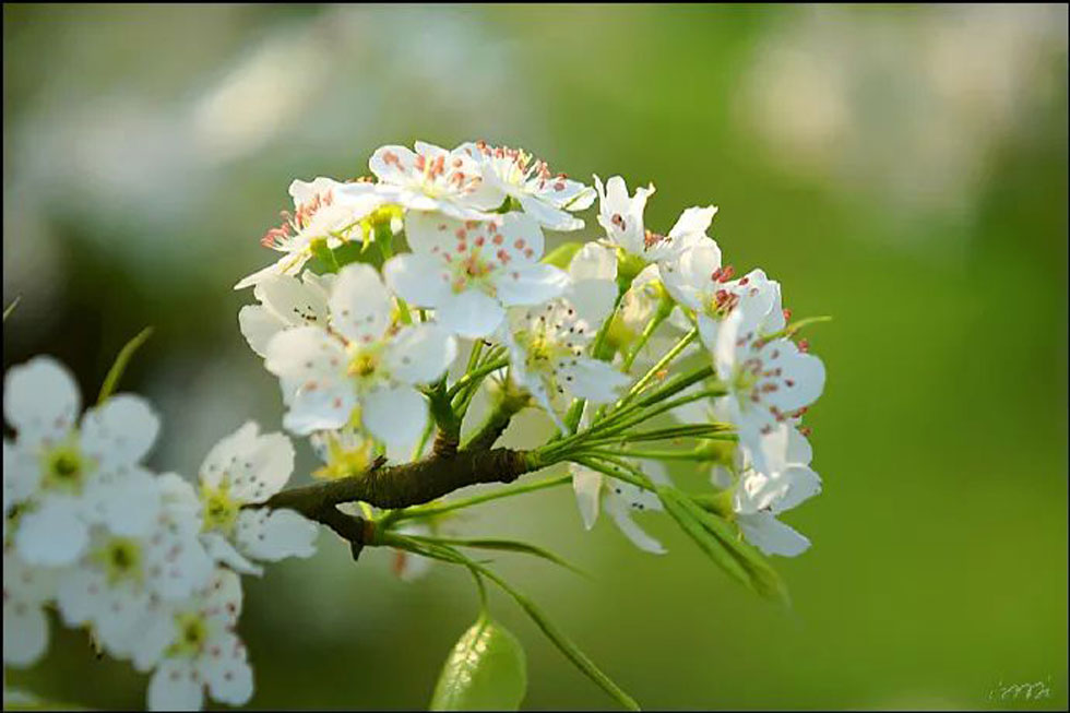 【春天,广西桂林灌阳县向您发出邀请!】我们在灌阳看梨花 - 游山玩水 - 西安生活社区 - 西安28生活网 xa.28life.com