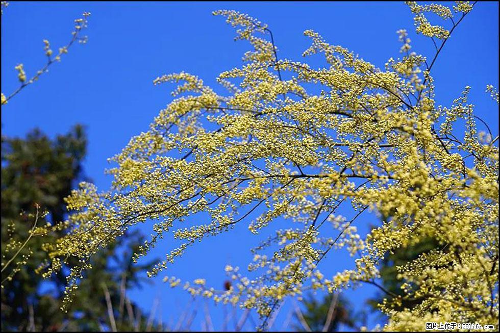 【春天,广西桂林灌阳县向您发出邀请!】米珠山前有片山苍子花在飘香 - 游山玩水 - 西安生活社区 - 西安28生活网 xa.28life.com