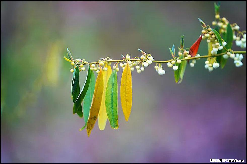 【春天,广西桂林灌阳县向您发出邀请!】米珠山前有片山苍子花在飘香 - 游山玩水 - 西安生活社区 - 西安28生活网 xa.28life.com