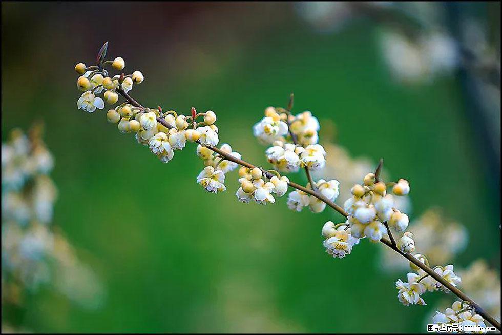 【春天,广西桂林灌阳县向您发出邀请!】米珠山前有片山苍子花在飘香 - 游山玩水 - 西安生活社区 - 西安28生活网 xa.28life.com
