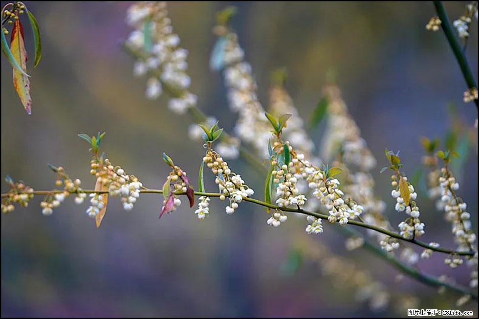 【春天,广西桂林灌阳县向您发出邀请!】米珠山前有片山苍子花在飘香 - 游山玩水 - 西安生活社区 - 西安28生活网 xa.28life.com