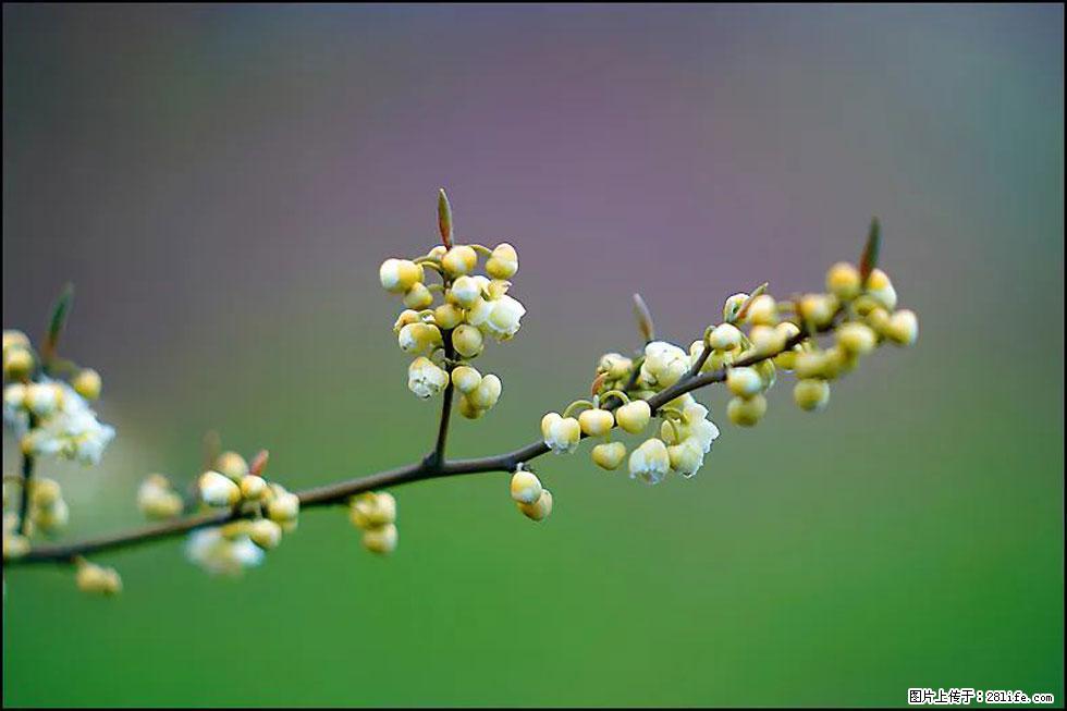 【春天,广西桂林灌阳县向您发出邀请!】米珠山前有片山苍子花在飘香 - 游山玩水 - 西安生活社区 - 西安28生活网 xa.28life.com
