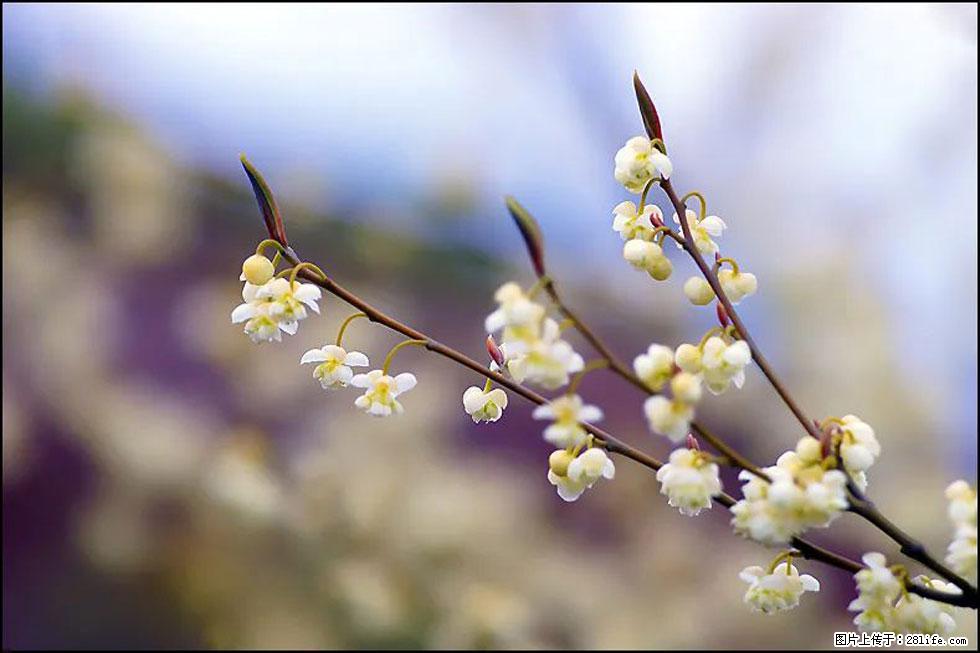 【春天,广西桂林灌阳县向您发出邀请!】米珠山前有片山苍子花在飘香 - 游山玩水 - 西安生活社区 - 西安28生活网 xa.28life.com