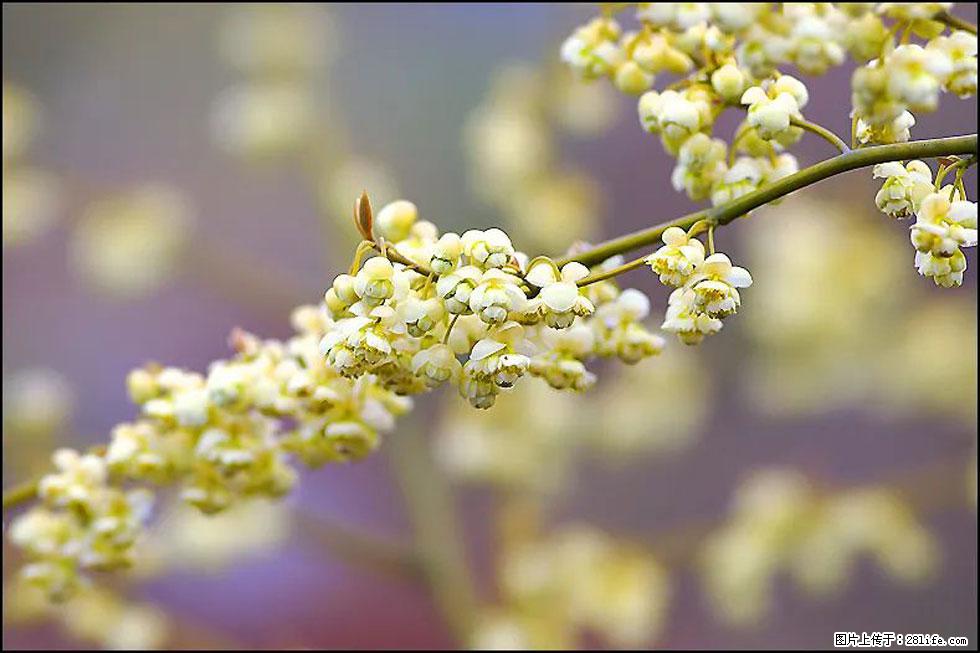 【春天,广西桂林灌阳县向您发出邀请!】米珠山前有片山苍子花在飘香 - 游山玩水 - 西安生活社区 - 西安28生活网 xa.28life.com