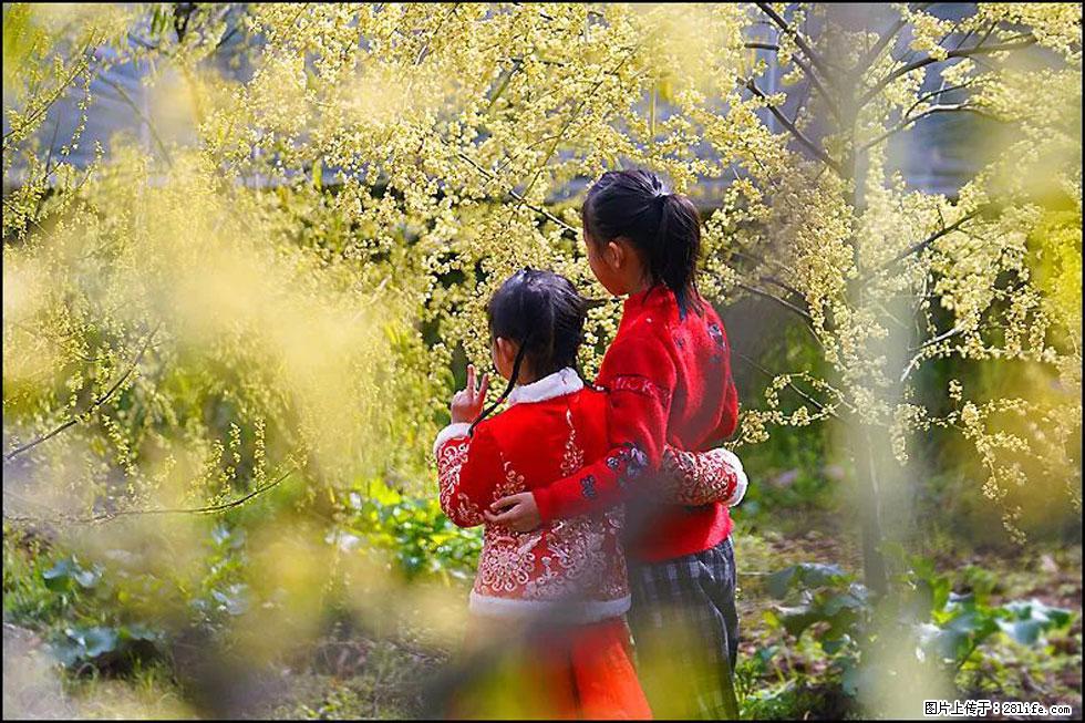 【春天,广西桂林灌阳县向您发出邀请!】米珠山前有片山苍子花在飘香 - 游山玩水 - 西安生活社区 - 西安28生活网 xa.28life.com