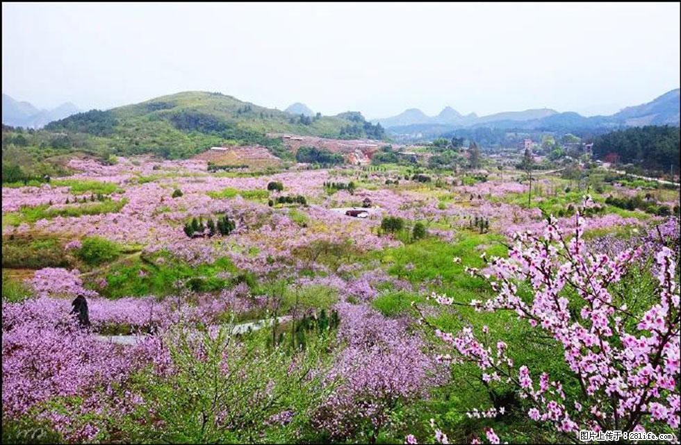 【春天,广西桂林灌阳县向您发出邀请!】官庄村有个醉美的桃花园 - 游山玩水 - 西安生活社区 - 西安28生活网 xa.28life.com
