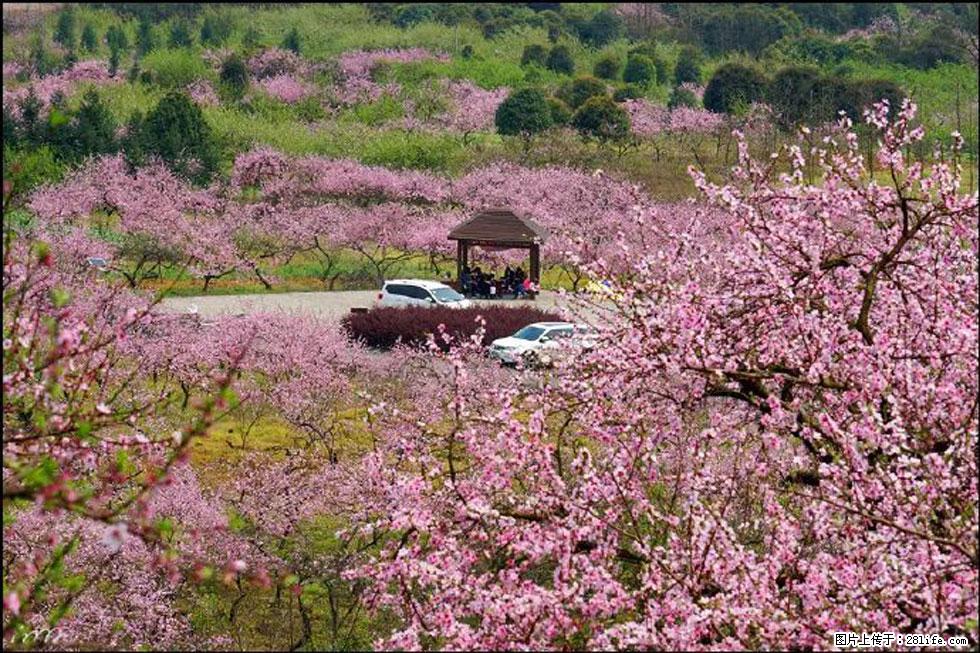 【春天,广西桂林灌阳县向您发出邀请!】官庄村有个醉美的桃花园 - 游山玩水 - 西安生活社区 - 西安28生活网 xa.28life.com