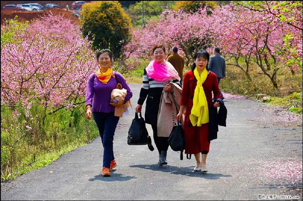 【春天,广西桂林灌阳县向您发出邀请!】官庄村有个醉美的桃花园 - 游山玩水 - 西安生活社区 - 西安28生活网 xa.28life.com