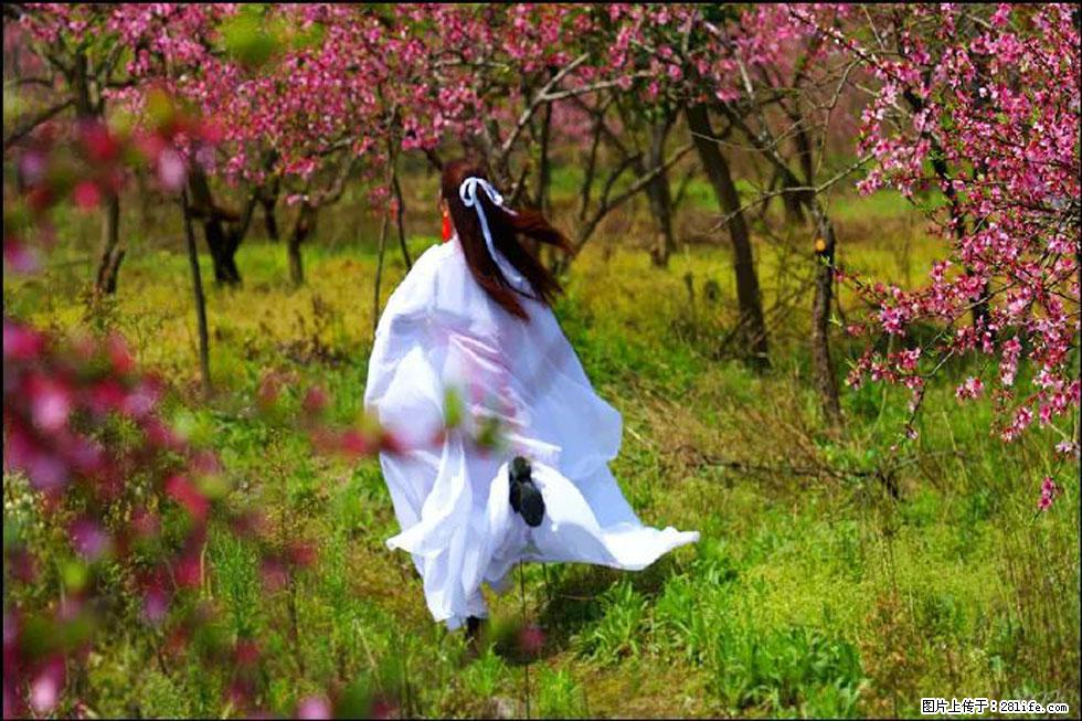 【春天,广西桂林灌阳县向您发出邀请!】官庄村有个醉美的桃花园 - 游山玩水 - 西安生活社区 - 西安28生活网 xa.28life.com