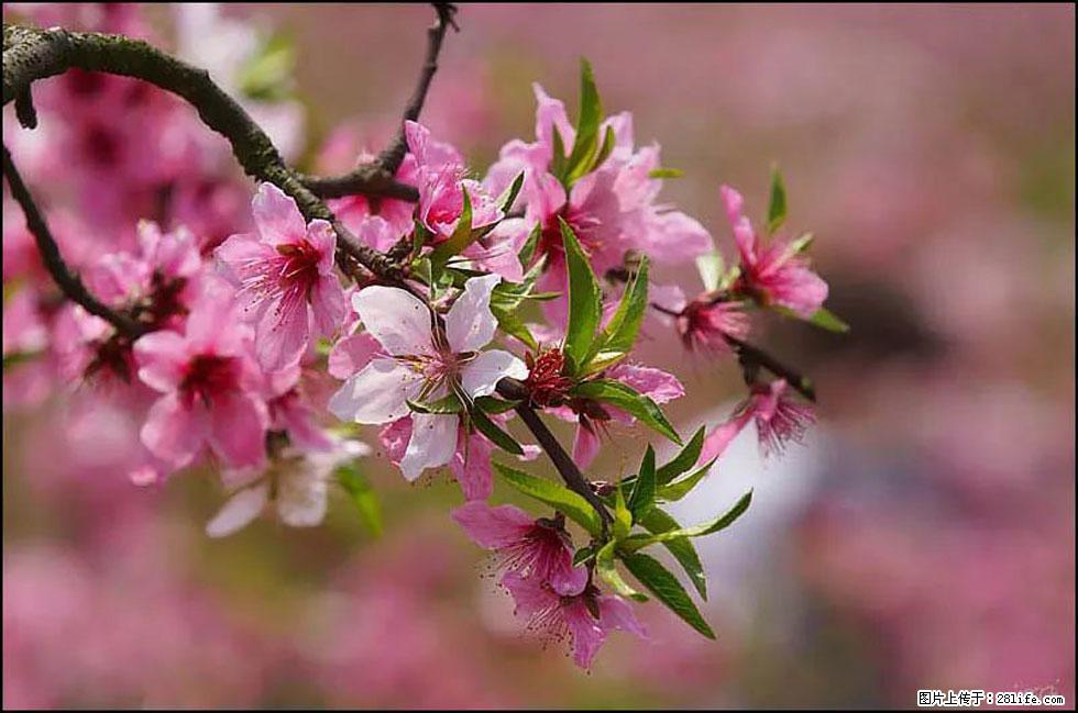 【春天,广西桂林灌阳县向您发出邀请!】官庄村有个醉美的桃花园 - 游山玩水 - 西安生活社区 - 西安28生活网 xa.28life.com