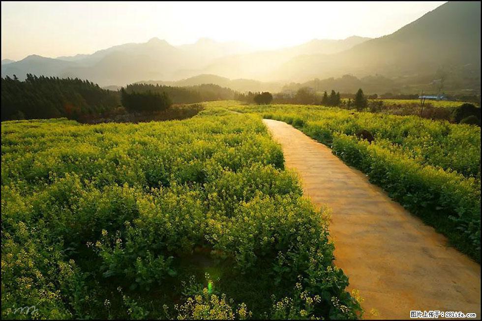 【春天，广西桂林灌阳县向您发出邀请！】长坪村油菜盛情花开 - 游山玩水 - 西安生活社区 - 西安28生活网 xa.28life.com