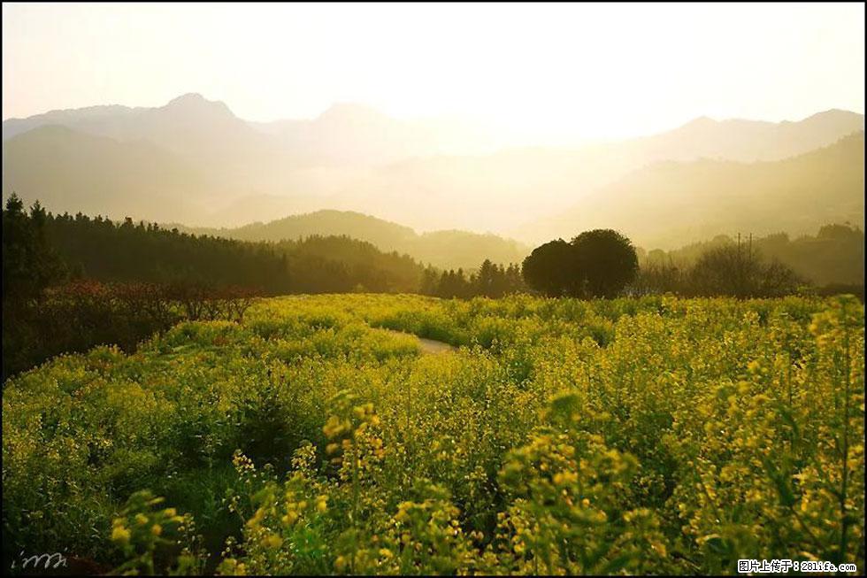 【春天，广西桂林灌阳县向您发出邀请！】长坪村油菜盛情花开 - 游山玩水 - 西安生活社区 - 西安28生活网 xa.28life.com