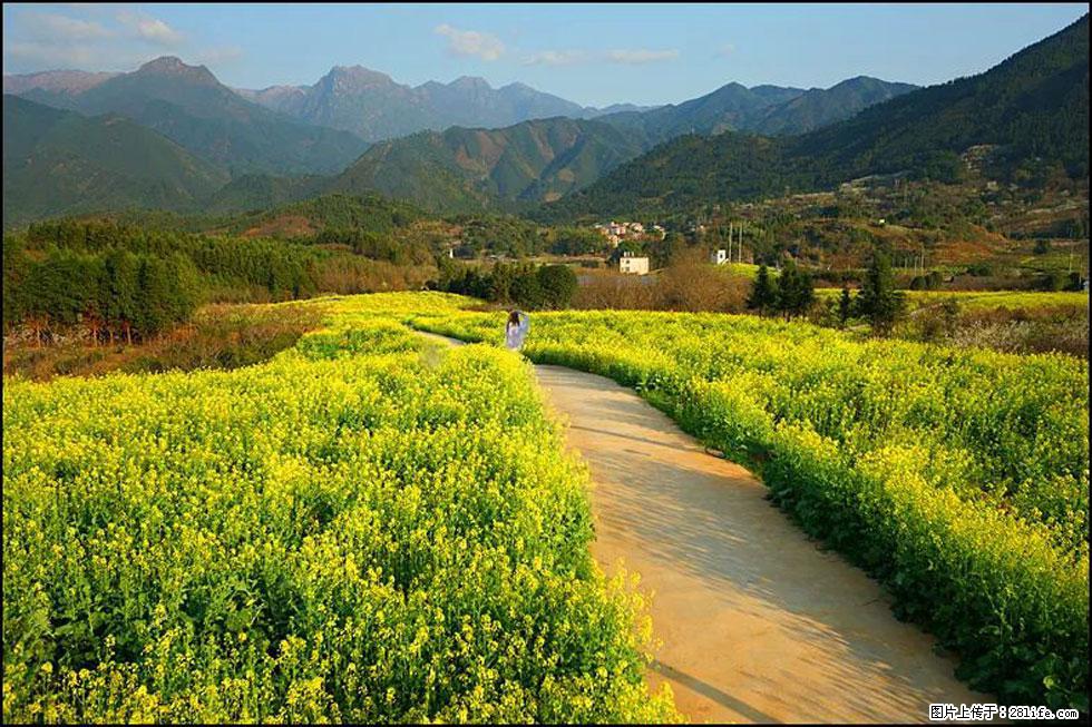 【春天，广西桂林灌阳县向您发出邀请！】长坪村油菜盛情花开 - 游山玩水 - 西安生活社区 - 西安28生活网 xa.28life.com