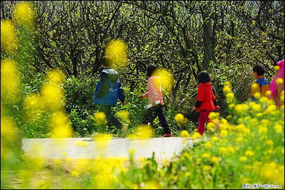 【春天，广西桂林灌阳县向您发出邀请！】长坪村油菜盛情花开 - 游山玩水 - 西安生活社区 - 西安28生活网 xa.28life.com
