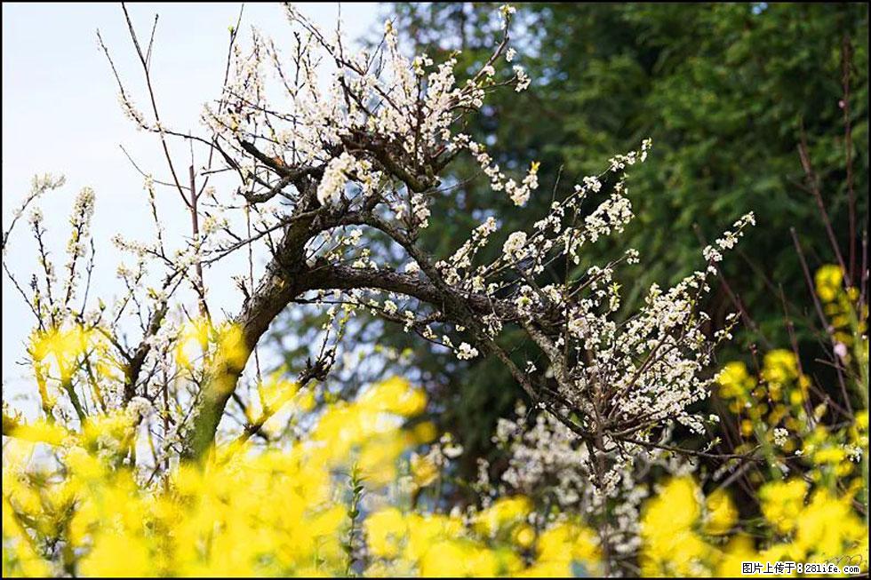 【春天，广西桂林灌阳县向您发出邀请！】长坪村油菜盛情花开 - 游山玩水 - 西安生活社区 - 西安28生活网 xa.28life.com