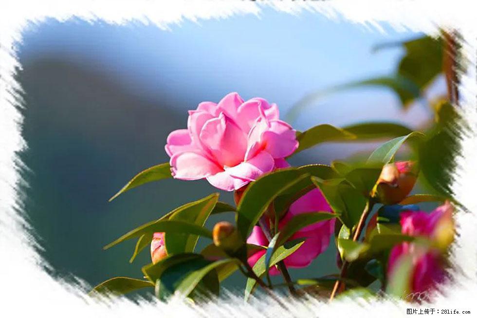 【春天，广西桂林灌阳县向您发出邀请！】杨柳井茶花惹人爱 - 游山玩水 - 西安生活社区 - 西安28生活网 xa.28life.com