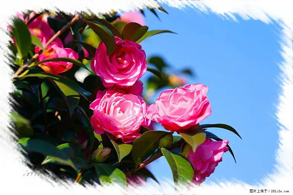 【春天，广西桂林灌阳县向您发出邀请！】杨柳井茶花惹人爱 - 游山玩水 - 西安生活社区 - 西安28生活网 xa.28life.com