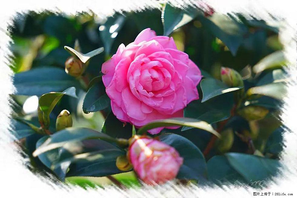 【春天，广西桂林灌阳县向您发出邀请！】杨柳井茶花惹人爱 - 游山玩水 - 西安生活社区 - 西安28生活网 xa.28life.com