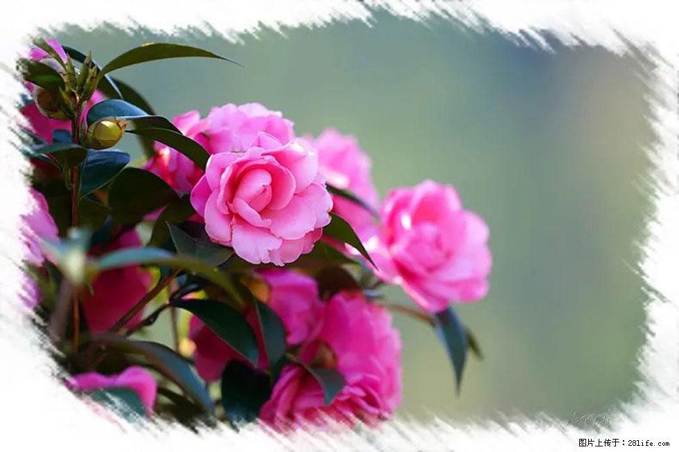 【春天，广西桂林灌阳县向您发出邀请！】杨柳井茶花惹人爱 - 游山玩水 - 西安生活社区 - 西安28生活网 xa.28life.com