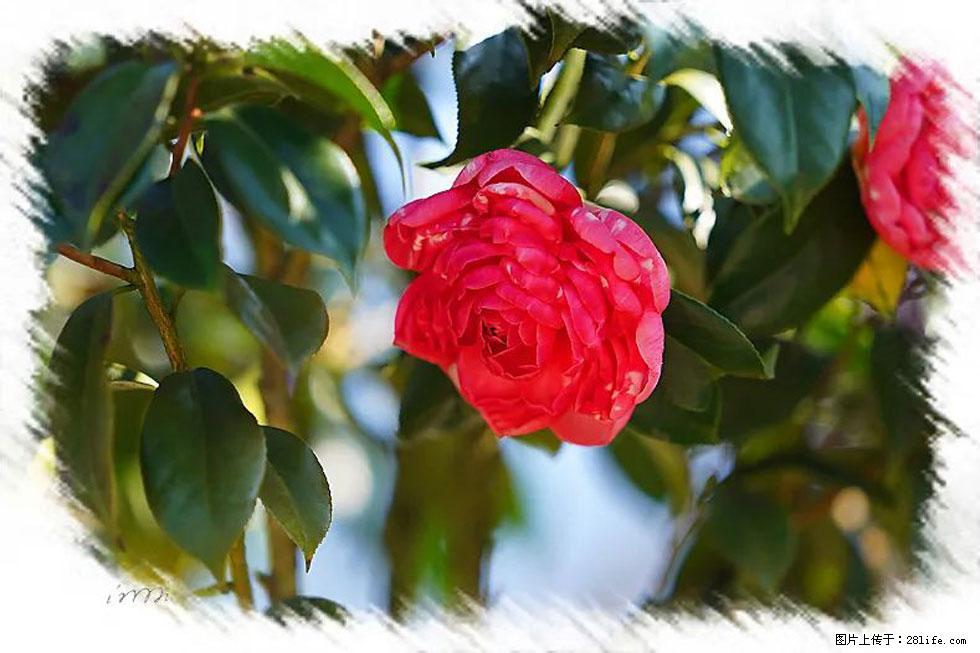 【春天，广西桂林灌阳县向您发出邀请！】杨柳井茶花惹人爱 - 游山玩水 - 西安生活社区 - 西安28生活网 xa.28life.com