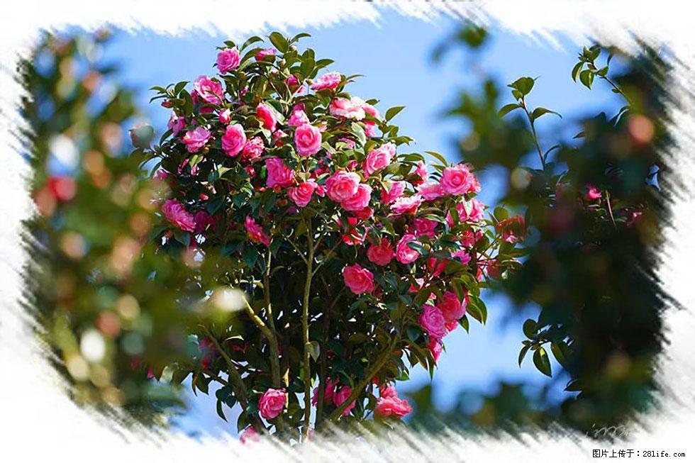 【春天，广西桂林灌阳县向您发出邀请！】杨柳井茶花惹人爱 - 游山玩水 - 西安生活社区 - 西安28生活网 xa.28life.com