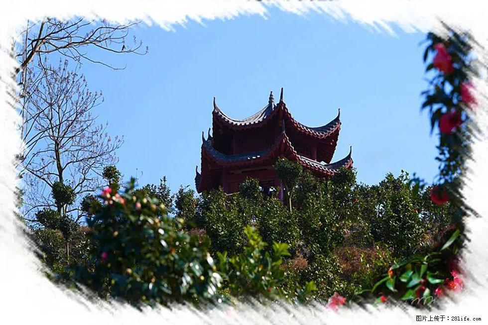 【春天，广西桂林灌阳县向您发出邀请！】杨柳井茶花惹人爱 - 游山玩水 - 西安生活社区 - 西安28生活网 xa.28life.com