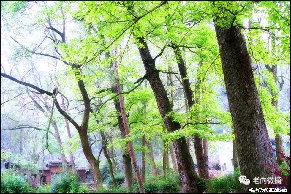 【春天，广西桂林灌阳县向您发出邀请！】在小龙村与春天约会 - 游山玩水 - 西安生活社区 - 西安28生活网 xa.28life.com