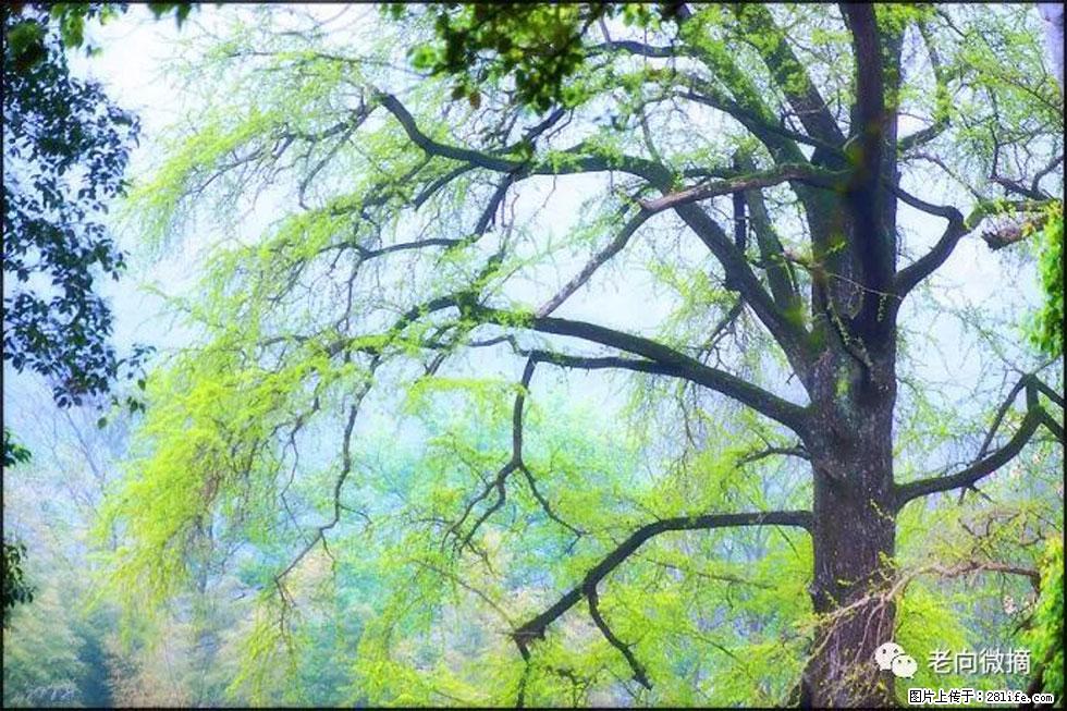 【春天，广西桂林灌阳县向您发出邀请！】在小龙村与春天约会 - 游山玩水 - 西安生活社区 - 西安28生活网 xa.28life.com