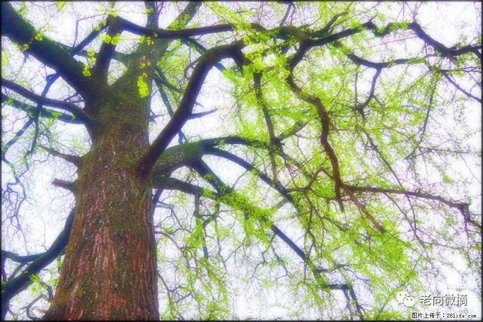 【春天，广西桂林灌阳县向您发出邀请！】在小龙村与春天约会 - 游山玩水 - 西安生活社区 - 西安28生活网 xa.28life.com