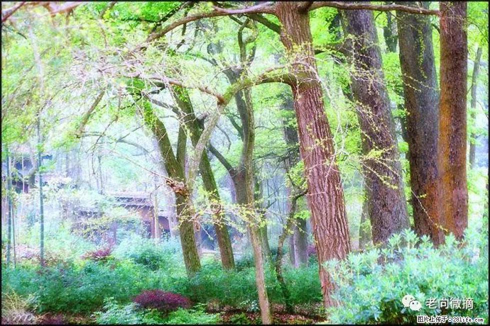 【春天，广西桂林灌阳县向您发出邀请！】在小龙村与春天约会 - 游山玩水 - 西安生活社区 - 西安28生活网 xa.28life.com