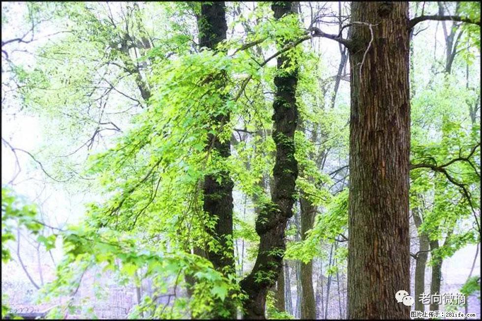 【春天，广西桂林灌阳县向您发出邀请！】在小龙村与春天约会 - 游山玩水 - 西安生活社区 - 西安28生活网 xa.28life.com