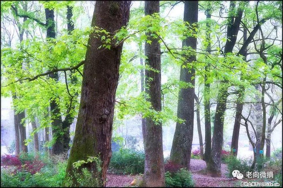 【春天，广西桂林灌阳县向您发出邀请！】在小龙村与春天约会 - 游山玩水 - 西安生活社区 - 西安28生活网 xa.28life.com