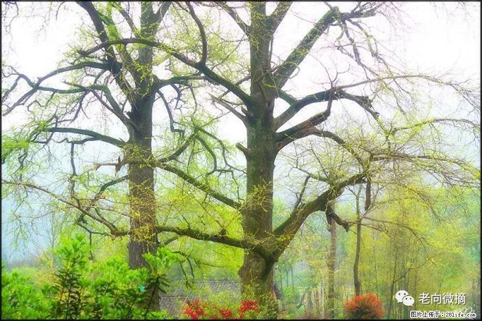 【春天，广西桂林灌阳县向您发出邀请！】在小龙村与春天约会 - 游山玩水 - 西安生活社区 - 西安28生活网 xa.28life.com