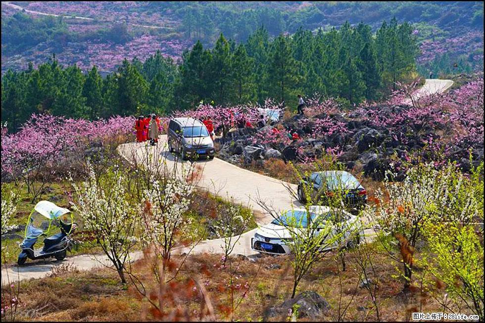 【春天，广西桂林灌阳县向您发出邀请！】望月岭上桃花开 - 游山玩水 - 西安生活社区 - 西安28生活网 xa.28life.com