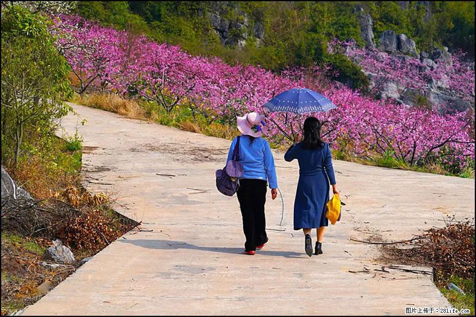 【春天，广西桂林灌阳县向您发出邀请！】望月岭上桃花开 - 游山玩水 - 西安生活社区 - 西安28生活网 xa.28life.com