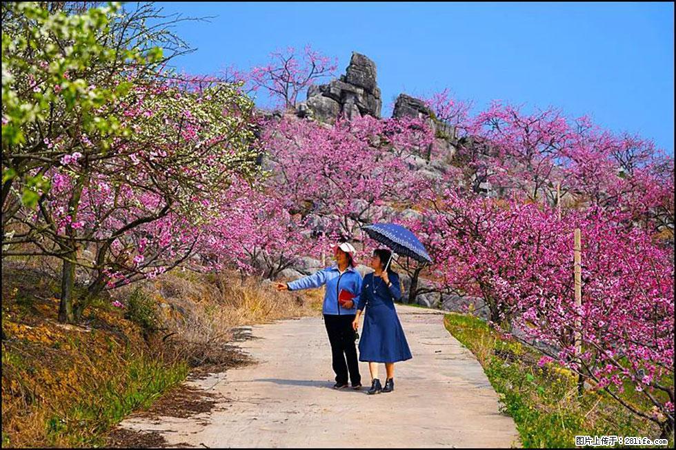 【春天，广西桂林灌阳县向您发出邀请！】望月岭上桃花开 - 游山玩水 - 西安生活社区 - 西安28生活网 xa.28life.com