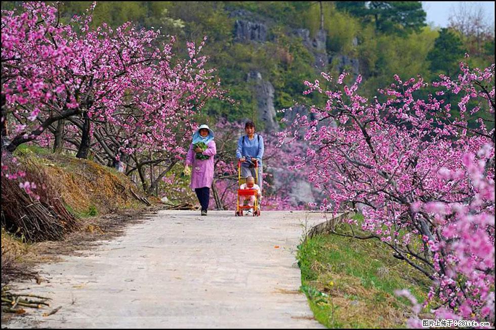 【春天，广西桂林灌阳县向您发出邀请！】望月岭上桃花开 - 游山玩水 - 西安生活社区 - 西安28生活网 xa.28life.com