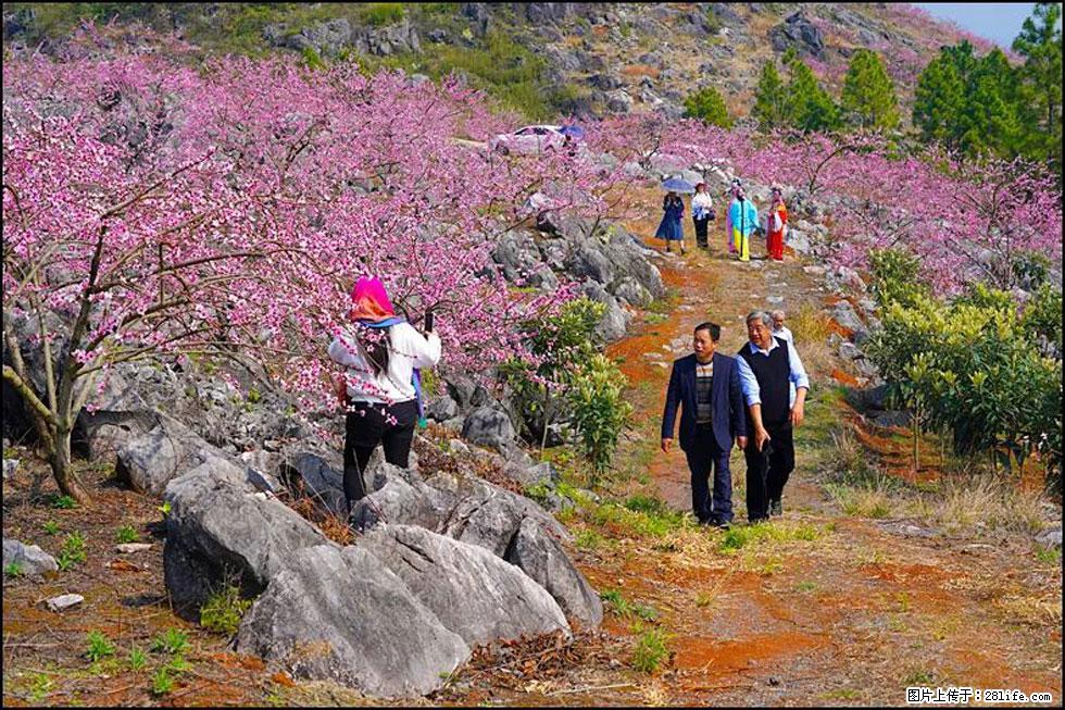 【春天，广西桂林灌阳县向您发出邀请！】望月岭上桃花开 - 游山玩水 - 西安生活社区 - 西安28生活网 xa.28life.com