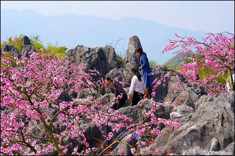 【春天，广西桂林灌阳县向您发出邀请！】望月岭上桃花开 - 游山玩水 - 西安生活社区 - 西安28生活网 xa.28life.com