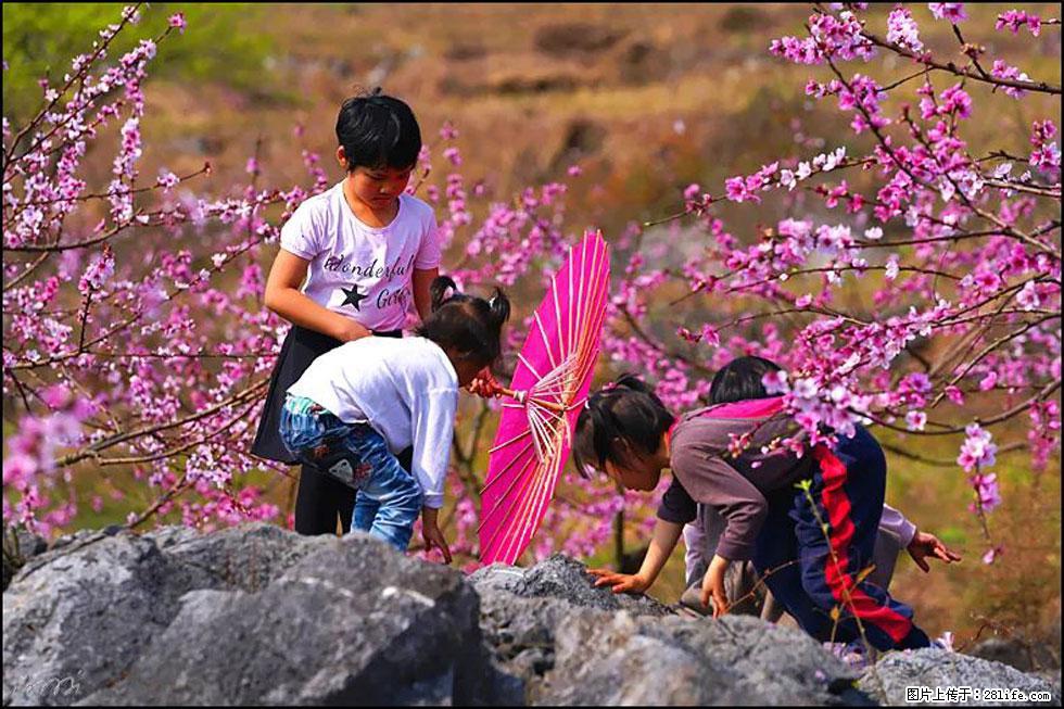 【春天，广西桂林灌阳县向您发出邀请！】望月岭上桃花开 - 游山玩水 - 西安生活社区 - 西安28生活网 xa.28life.com