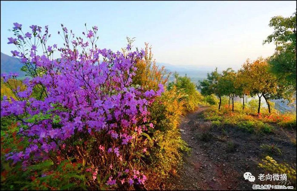【春天，广西桂林灌阳县向您发出邀请！】登麒麟山，相约映山红 - 游山玩水 - 西安生活社区 - 西安28生活网 xa.28life.com