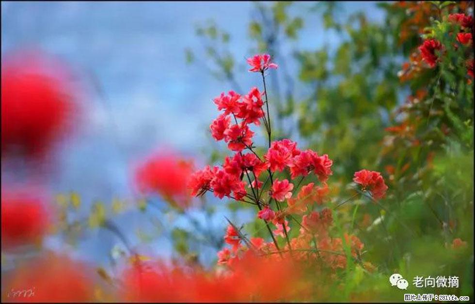 【春天，广西桂林灌阳县向您发出邀请！】登麒麟山，相约映山红 - 游山玩水 - 西安生活社区 - 西安28生活网 xa.28life.com