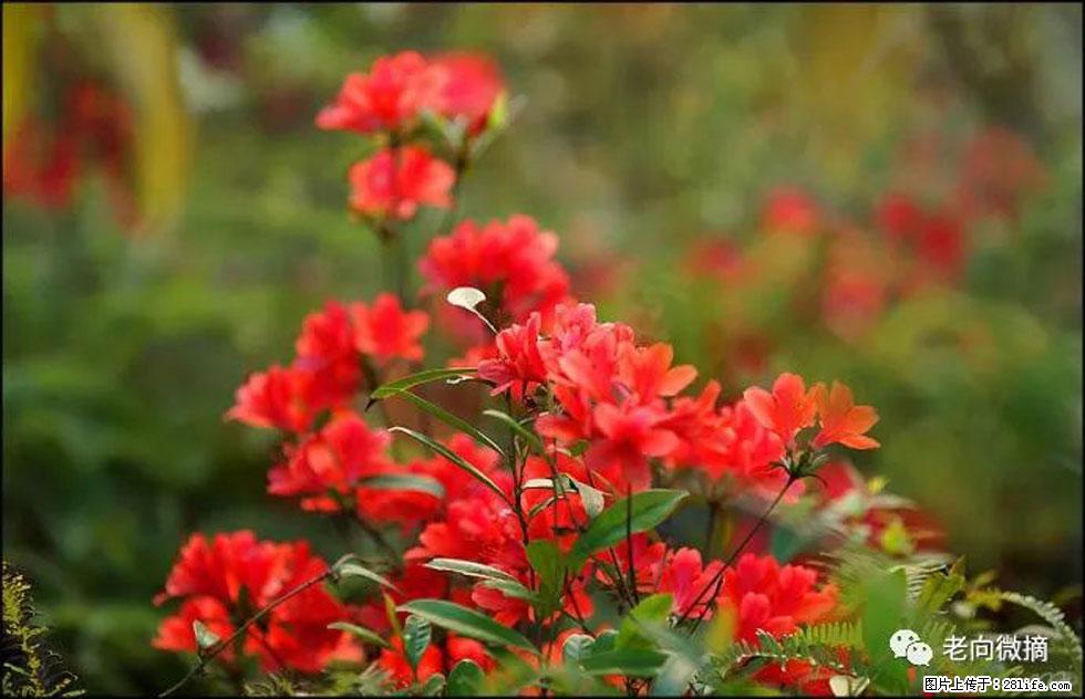 【春天，广西桂林灌阳县向您发出邀请！】登麒麟山，相约映山红 - 游山玩水 - 西安生活社区 - 西安28生活网 xa.28life.com