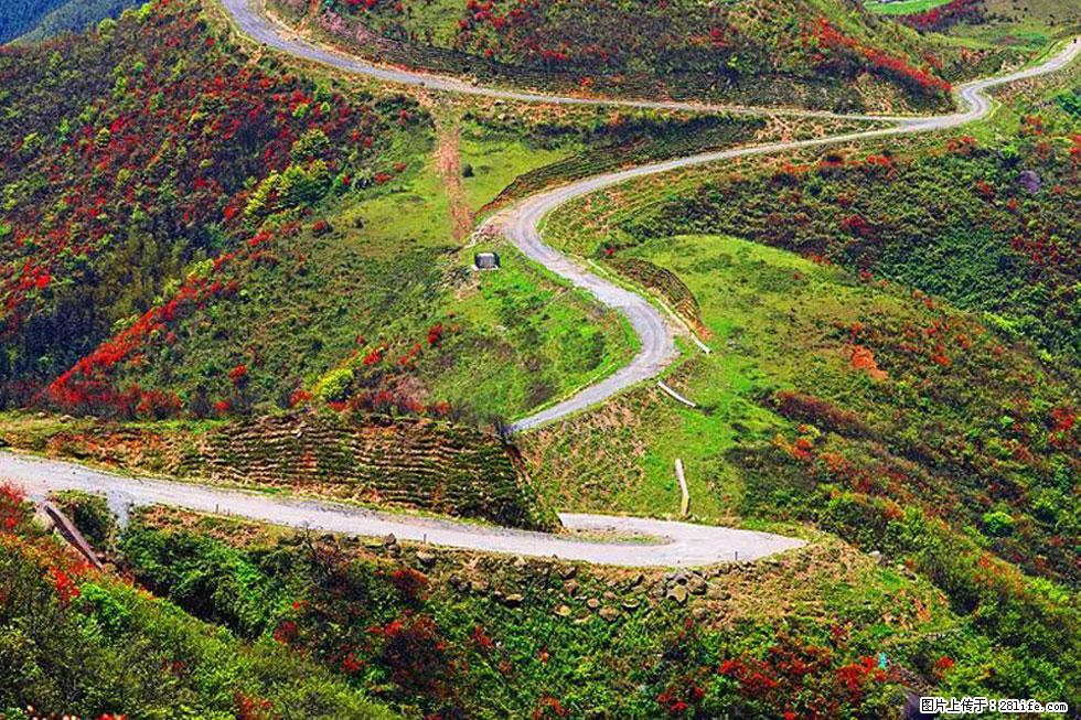 【春天，广西桂林灌阳县向您发出邀请！】春木界上映山红 - 游山玩水 - 西安生活社区 - 西安28生活网 xa.28life.com