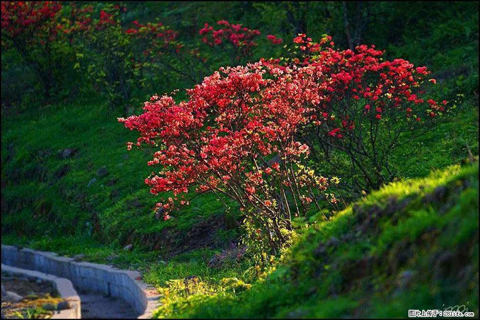 【春天，广西桂林灌阳县向您发出邀请！】春木界上映山红 - 游山玩水 - 西安生活社区 - 西安28生活网 xa.28life.com