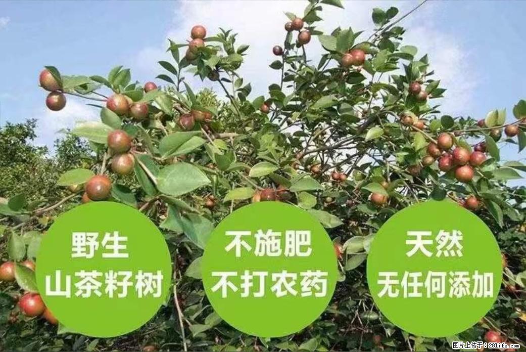 【灌阳县油茶产业示范区】一个有着充实的精神生活的人，对待身外之物自会有一种淡泊的态度 - 美食天地 - 西安生活社区 - 西安28生活网 xa.28life.com