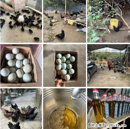 油茶园从小鸡仔开始养起的纯土鸡、土鸡蛋可以预定啦!还有前几天刚榨的纯山茶油哦 - 美食天地 - 西安生活社区 - 西安28生活网 xa.28life.com