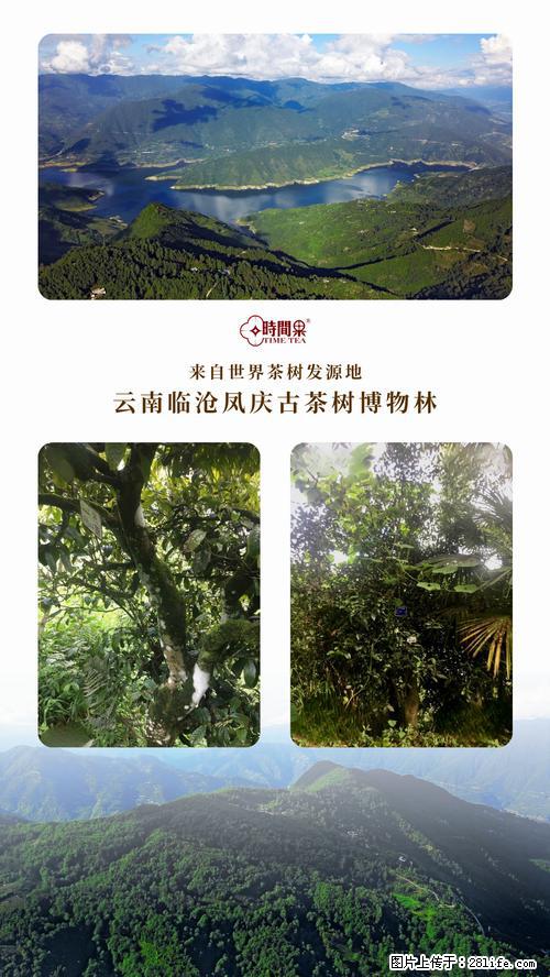 时间果百年古树2025年春红茶 - 购物交流 - 西安生活社区 - 西安28生活网 xa.28life.com