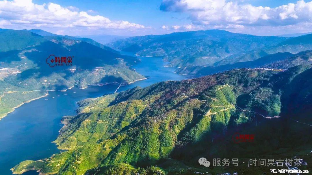 时间果百年古树龙珠普洱生茶 - 购物交流 - 西安生活社区 - 西安28生活网 xa.28life.com