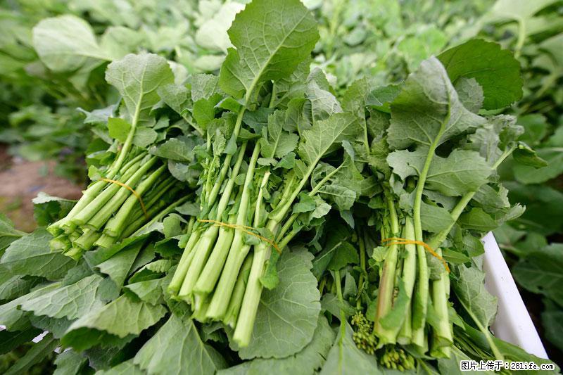 这些蔬菜是“天然钙片”，这6种被医生重点推荐 - 西安生活资讯 - 西安28生活网 xa.28life.com